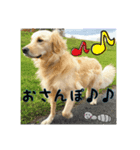 うちのゴンタ（個別スタンプ：1）