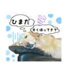 うちのゴンタ（個別スタンプ：2）