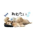 うちのゴンタ（個別スタンプ：3）