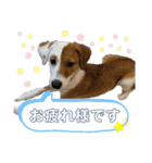 はじめましてパンファミリー（個別スタンプ：4）