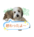 はじめましてパンファミリー（個別スタンプ：37）
