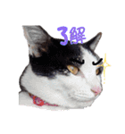 ともだちいっぱい！②（個別スタンプ：14）