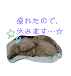 そばにいるよ♥️2トイプードル（個別スタンプ：12）