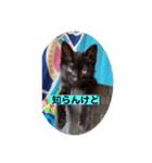 黒猫かぼす（個別スタンプ：1）