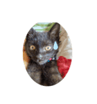 黒猫かぼす（個別スタンプ：2）