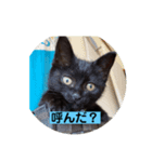 黒猫かぼす（個別スタンプ：3）