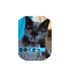 黒猫かぼす（個別スタンプ：5）