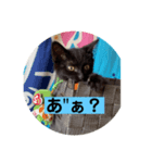 黒猫かぼす（個別スタンプ：6）