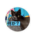 黒猫かぼす（個別スタンプ：7）