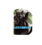 黒猫かぼす（個別スタンプ：8）