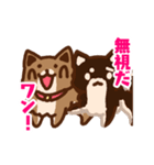 柴犬小豆 ver.2（個別スタンプ：18）