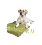 ラブラドール あんずき姉妹（個別スタンプ：18）