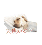 ラブラドール あんずき姉妹（個別スタンプ：19）
