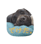 ラブラドール あんずき姉妹（個別スタンプ：31）