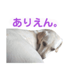 ラブラドール あんずき姉妹（個別スタンプ：35）