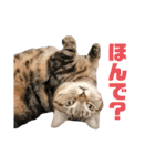 スーパー短足猫マンチカンみみたそスタンプ（個別スタンプ：1）