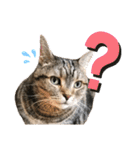スーパー短足猫マンチカンみみたそスタンプ（個別スタンプ：4）