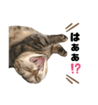 スーパー短足猫マンチカンみみたそスタンプ（個別スタンプ：9）