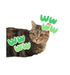 スーパー短足猫マンチカンみみたそスタンプ（個別スタンプ：10）