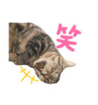 スーパー短足猫マンチカンみみたそスタンプ（個別スタンプ：11）