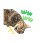 スーパー短足猫マンチカンみみたそスタンプ（個別スタンプ：12）