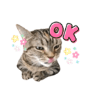 スーパー短足猫マンチカンみみたそスタンプ（個別スタンプ：13）