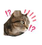 スーパー短足猫マンチカンみみたそスタンプ（個別スタンプ：14）