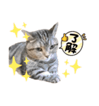 スーパー短足猫マンチカンみみたそスタンプ（個別スタンプ：18）