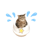 スーパー短足猫マンチカンみみたそスタンプ（個別スタンプ：20）