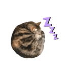 スーパー短足猫マンチカンみみたそスタンプ（個別スタンプ：25）