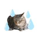 スーパー短足猫マンチカンみみたそスタンプ（個別スタンプ：27）