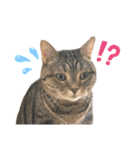 スーパー短足猫マンチカンみみたそスタンプ（個別スタンプ：30）
