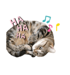 スーパー短足猫マンチカンみみたそスタンプ（個別スタンプ：31）