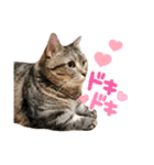 スーパー短足猫マンチカンみみたそスタンプ（個別スタンプ：34）