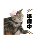 スーパー短足猫マンチカンみみたそスタンプ（個別スタンプ：37）
