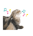 スーパー短足猫マンチカンみみたそスタンプ（個別スタンプ：38）