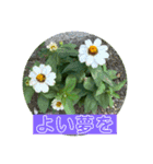hanaphoto（個別スタンプ：1）