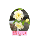 hanaphoto（個別スタンプ：2）