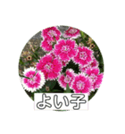 hanaphoto（個別スタンプ：3）