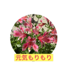 hanaphoto（個別スタンプ：4）