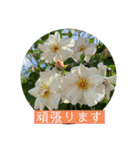 hanaphoto（個別スタンプ：6）