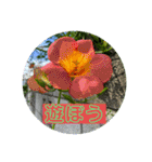 hanaphoto（個別スタンプ：7）