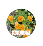 hanaphoto（個別スタンプ：8）