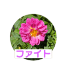 hanaphoto（個別スタンプ：9）