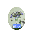hanaphoto（個別スタンプ：10）