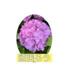 hanaphoto（個別スタンプ：14）