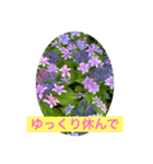 hanaphoto（個別スタンプ：17）