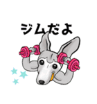 53 italiangrayhound（個別スタンプ：23）