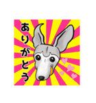 53 italiangrayhound（個別スタンプ：24）