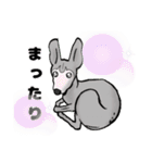 53 italiangrayhound（個別スタンプ：25）